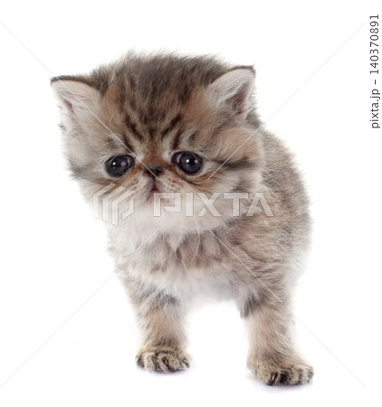 kitten exotic shorthair kitten exotic shorthair 140370891