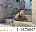 相島　野良猫 140370997
