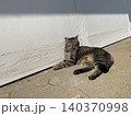 相島　野良猫 140370998