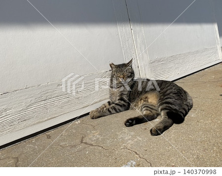 相島 野良猫 相島 野良猫 140370998