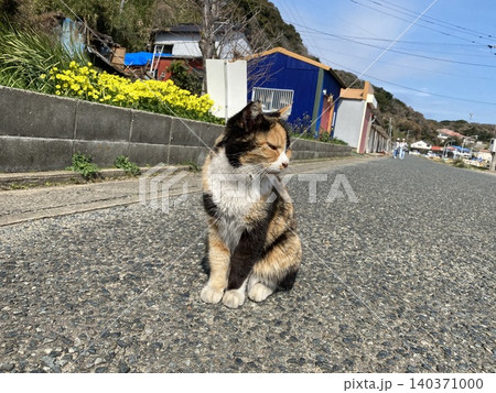 相島 野良猫 相島 野良猫 140371000