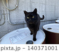 相島　野良猫 140371001