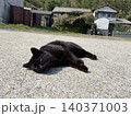 相島　野良猫 140371003
