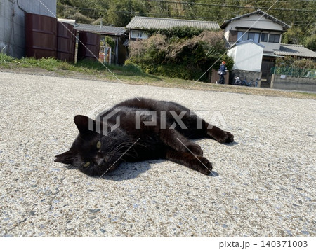 相島 野良猫 相島 野良猫 140371003