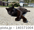 相島　野良猫 140371004