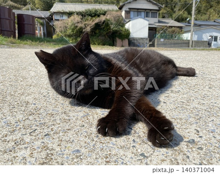 相島 野良猫 相島 野良猫 140371004
