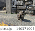 相島　野良猫 140371005
