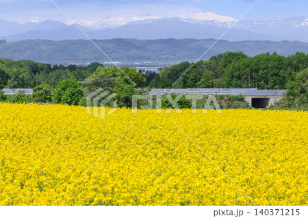 北海道滝川市、満開の菜の花畑と暑寒別岳【5月】 北海道滝川市、満開の菜の花畑と暑寒別岳【5月】 140371215