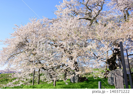 会津五桜 満開の石部桜 天然記念物 福島県 会津五桜 満開の石部桜 天然記念物 福島県 140371222