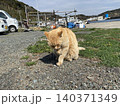 相島　野良猫 140371349