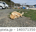 相島　野良猫 140371350