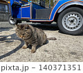 相島　野良猫 140371351