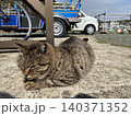 相島　野良猫 140371352