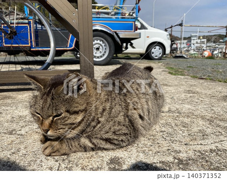 相島　野良猫 140371352