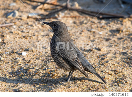 地面に降りたイソヒヨドリの若鳥 地面に降りたイソヒヨドリの若鳥 140371612