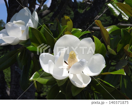 初夏に大輪の白い花を咲かせる「タイサンボク」 初夏に大輪の白い花を咲かせる「タイサンボク」 140371875