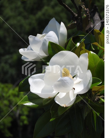 初夏に大輪の白い花を咲かせる「タイサンボク」 初夏に大輪の白い花を咲かせる「タイサンボク」 140371876