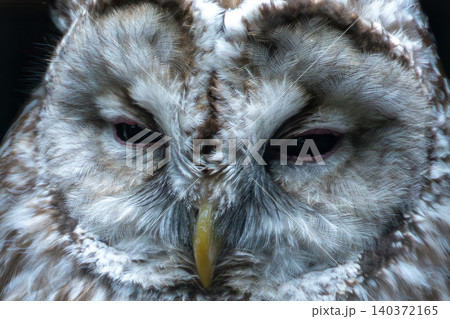 眠たいフクロウ 眠たいフクロウ 140372165