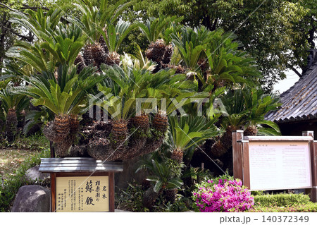 名庭園、神戸相楽園の庭 名庭園、神戸相楽園の庭 140372349
