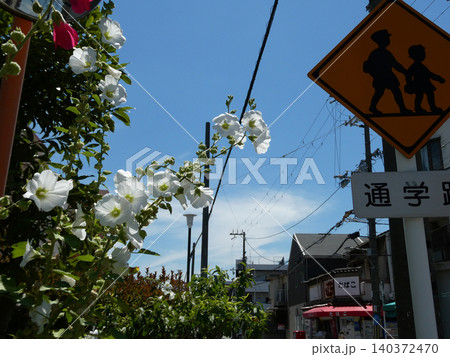 道に咲く花 道に咲く花 140372470
