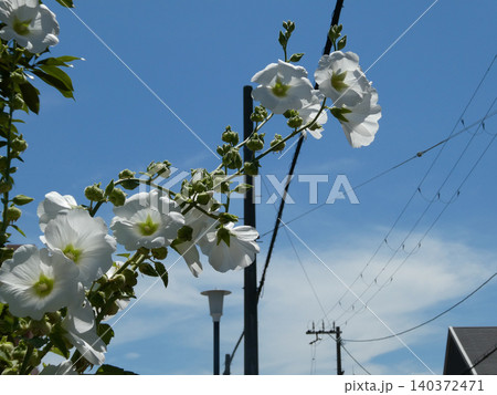 道に咲く花 道に咲く花 140372471