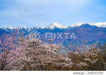 桜の冠雪の常念 桜の冠雪の常念 140373142