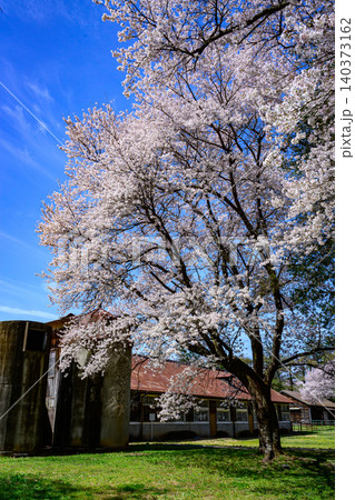 牧場の桜風景 牧場の桜風景 140373162