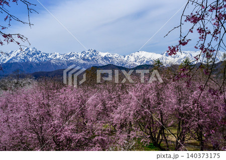 立屋・番所の桜 立屋・番所の桜 140373175