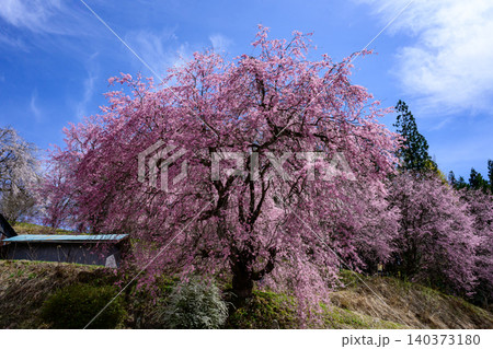 立屋・番所の桜 立屋・番所の桜 140373180