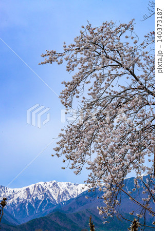 立屋・番所の桜 立屋・番所の桜 140373187