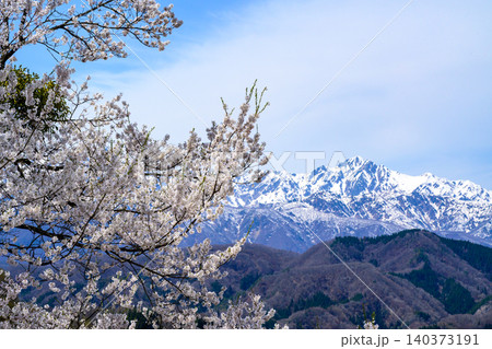 立屋・番所の桜 立屋・番所の桜 140373191
