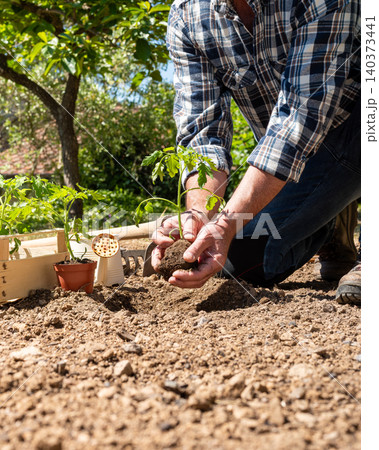Planting tomato seedlings in the ground by hand. Agriculture. Planting tomato seedlings in the ground by hand. Agriculture. 140373441
