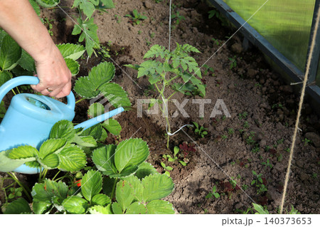 A woman waters a young watermelon plant with a small watering can 140373653