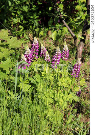 Purple lupines near a young apple tree 140373654