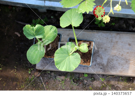 Two plastic cups with pumpkin seedlings in a greenhouse 140373657