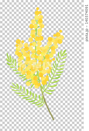 水彩風格的含羞草花插圖 140374091