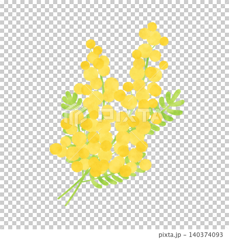 水彩タッチのミモザのイラスト素材 水彩タッチのミモザのイラスト素材 140374093