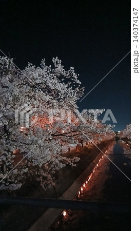 春のライトアップされた夜桜 春のライトアップされた夜桜 140374147