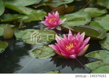 Closeup of pink water lilly floating on the water 140374261