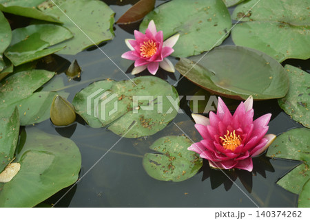 Closeup of pink water lilly floating on the water 140374262