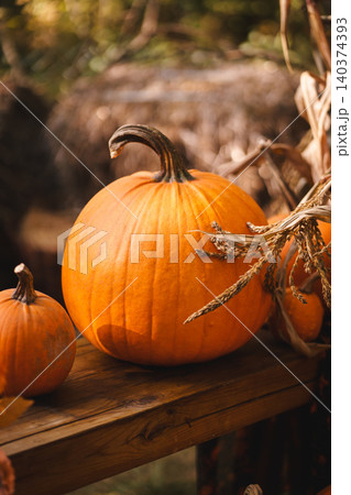 Rustic Fall Pumpkins on Wooden Bench Rustic Fall Pumpkins on Wooden Bench 140374393