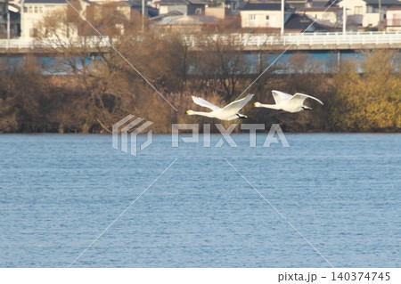 飛翔する白鳥 飛翔する白鳥 140374745