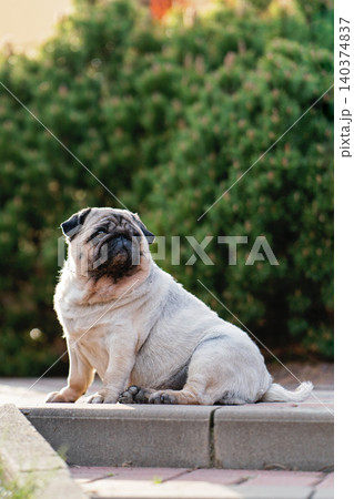 A female pug dog sits on steps in a park against a backdrop of decorative plants. Portrait of a pug. A female pug dog sits on steps in a park against a backdrop of decorative plants. Portrait of a pug. 140374837