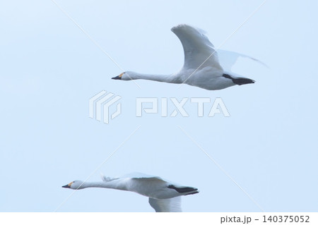 水辺で休む白鳥水辺で休む白鳥 140375052
