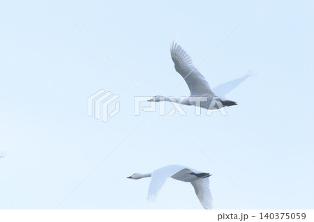 水辺で休む白鳥水辺で休む白鳥 140375059