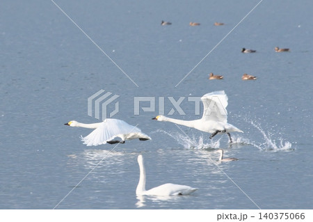 水辺で休む白鳥水辺で休む白鳥 水辺で休む白鳥水辺で休む白鳥 140375066
