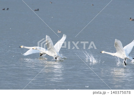 水辺で休む白鳥水辺で休む白鳥 140375078