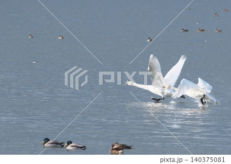 水辺で休む白鳥水辺で休む白鳥 140375081