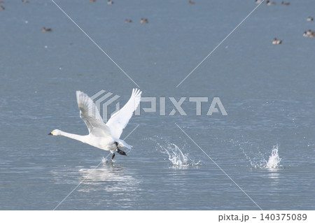 水辺で休む白鳥水辺で休む白鳥 140375089