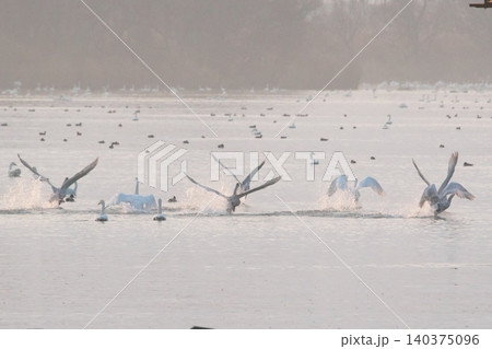 水辺で休む白鳥水辺で休む白鳥 140375096